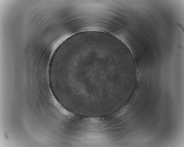 X0000102830995200808251129