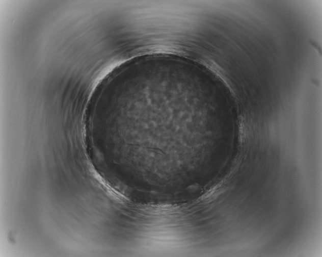 X0000102831024200808251129