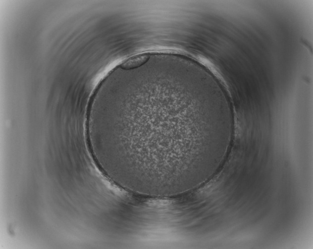 X0000102831237200808251126