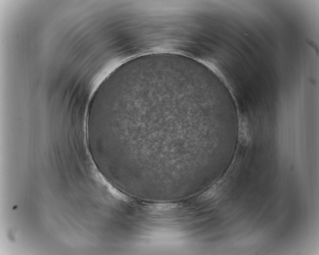 X0000102831294200808251125