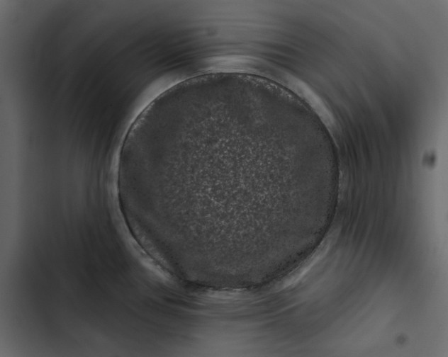 X0000102831386200809021303