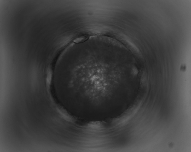 X0000102830076200809081206