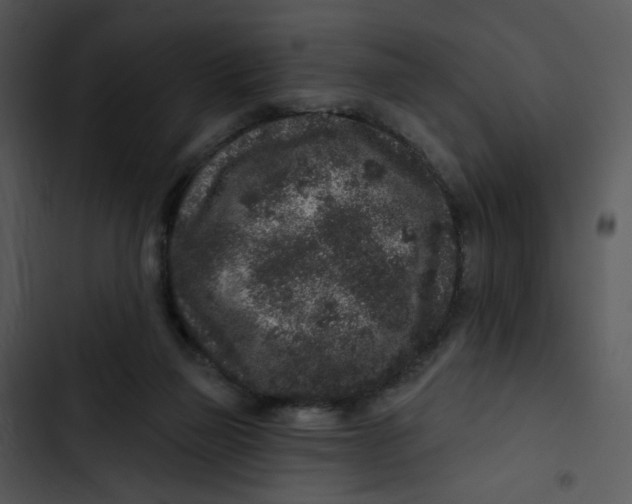 X0000102830165200809081204