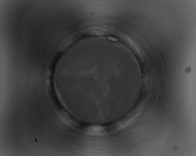 X0000102830217200809081203