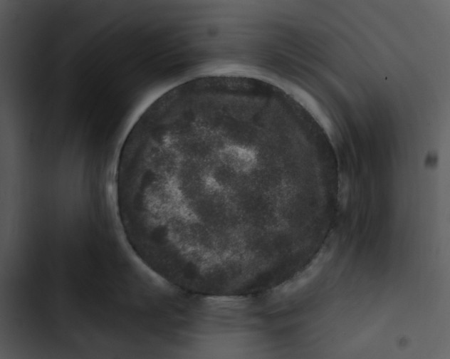 X0000102830863200809081153