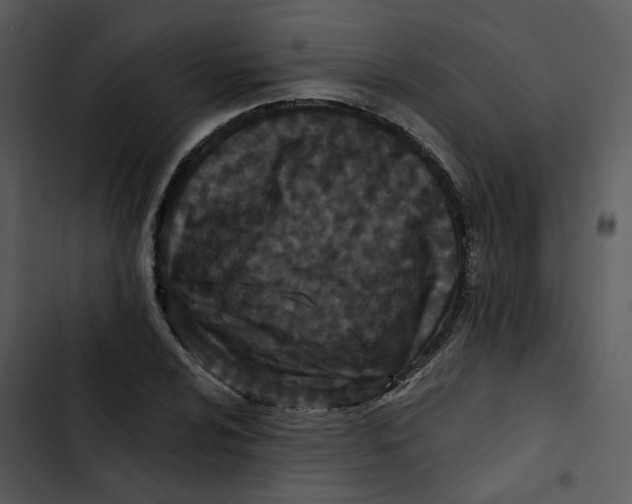 X0000102831024200809081150