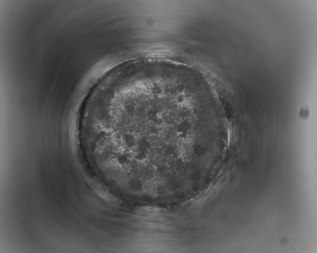 X0000102830339200809151045