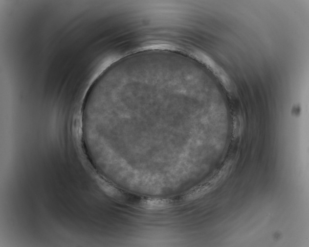 X0000102831274200809151031