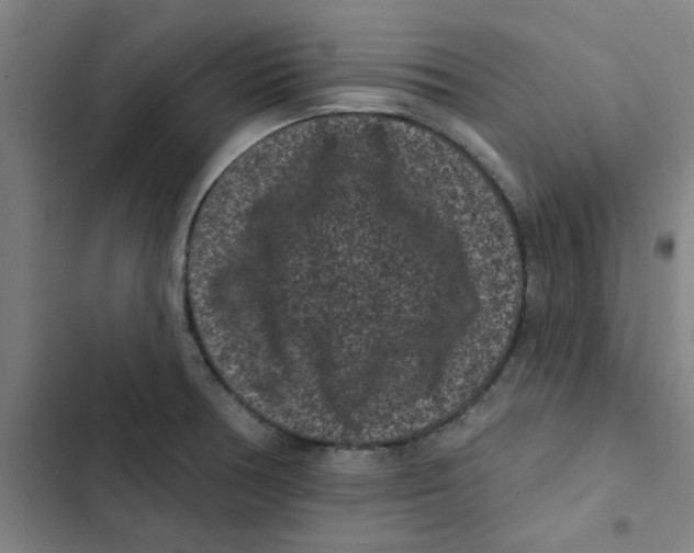 X0000102831378200809151029