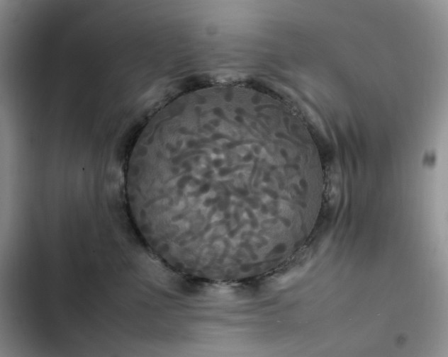 X0000102840523200808181351