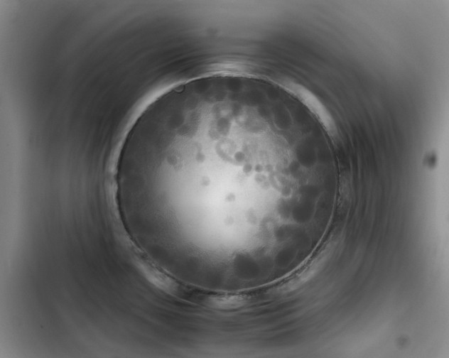 X0000102841435200808181337