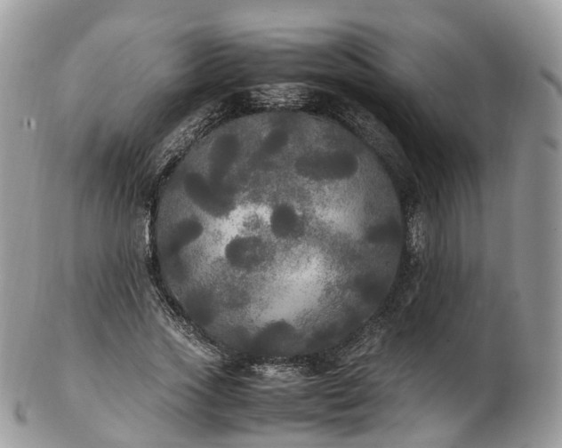 X0000102840733200808251155