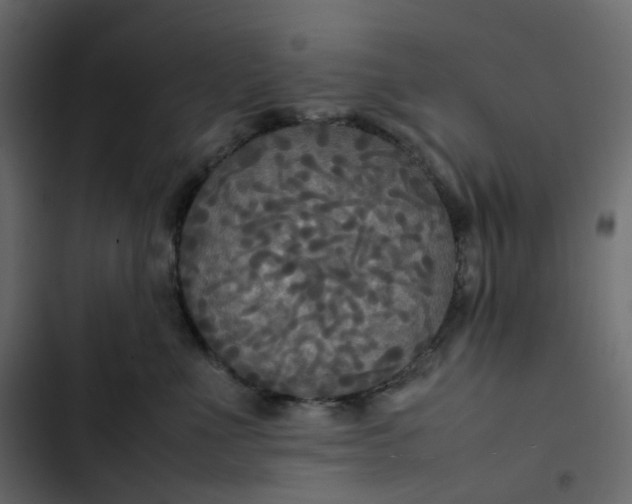 X0000102840523200809021339