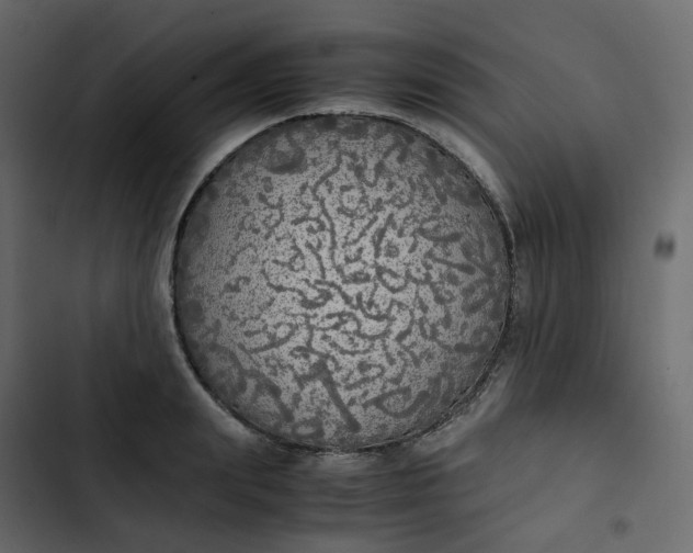 X0000102840847200809021335