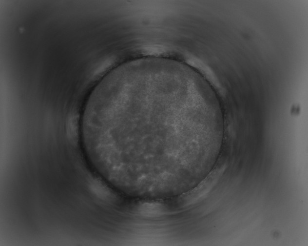 X0000102840066200809081229