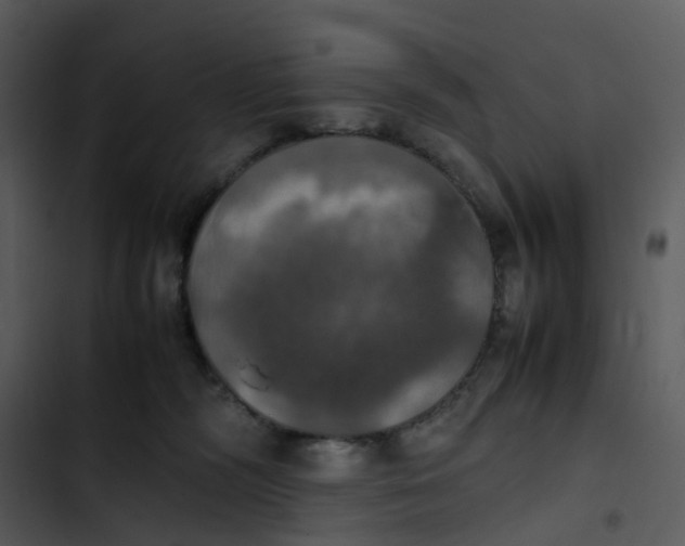 X0000102840326200809081226