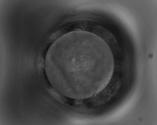 X0000102840766200809081220