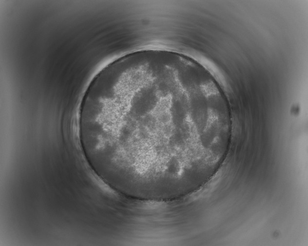 X0000102841238200809151056