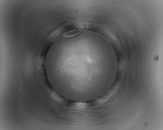 X0000102850233200808181425