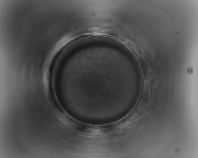 X0000102850295200808181424