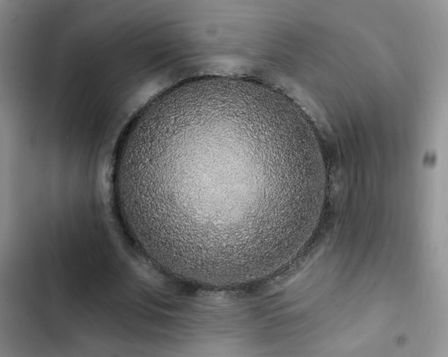 X0000102850679200808181418