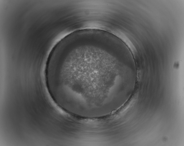 X0000102850995200808181413