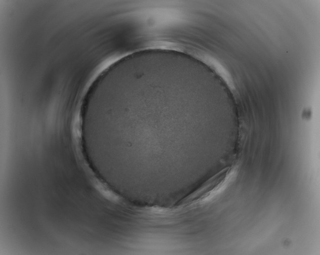 X0000102851125200808181411