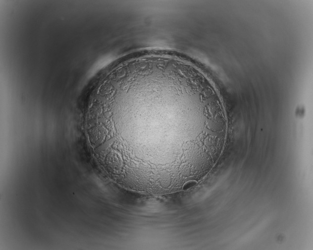 X0000102851255200808181409