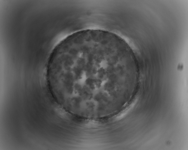X0000102851263200808181409