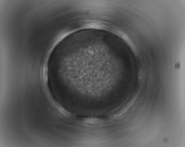 X0000102851323200808181408