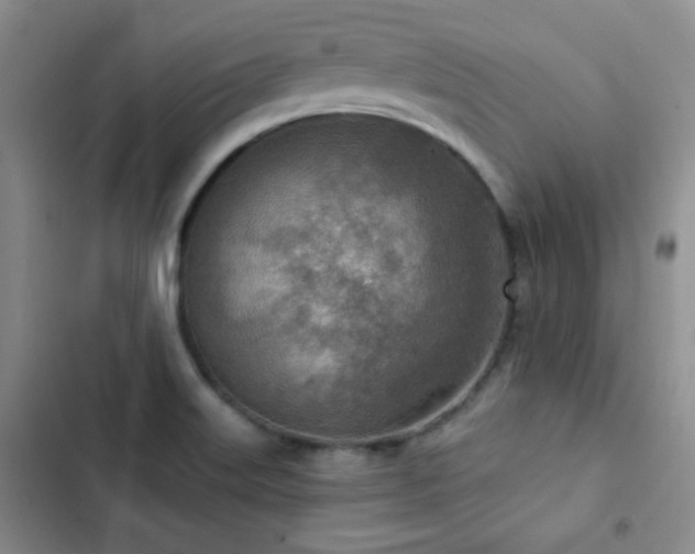 X0000102851515200808181405