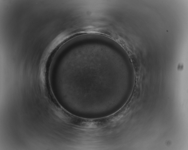 X0000102850295200808251209