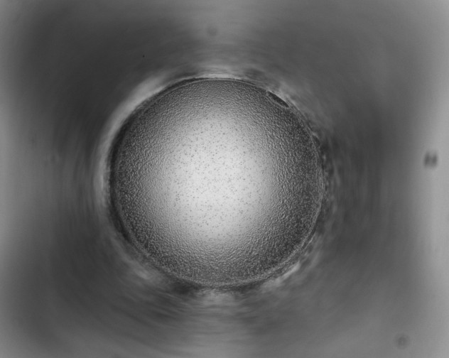 X0000102850343200808251208