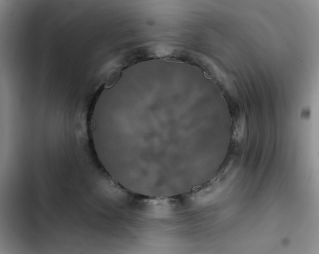 X0000102850524200808251205