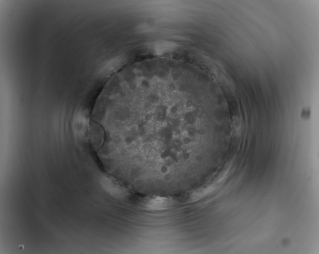X0000102850527200808251205