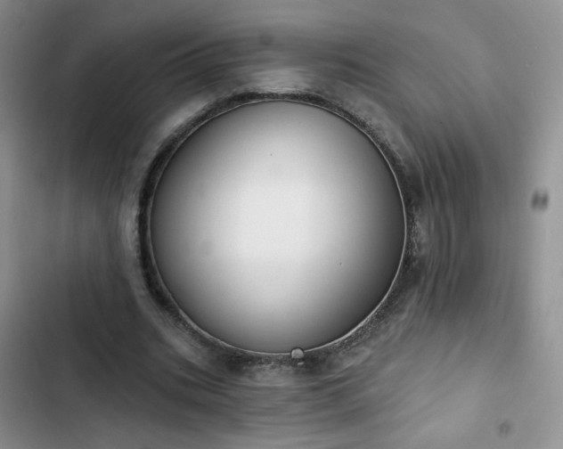 X0000102850535200808251205