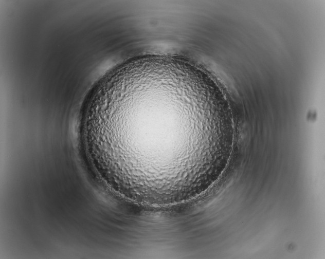 X0000102850679200808251203