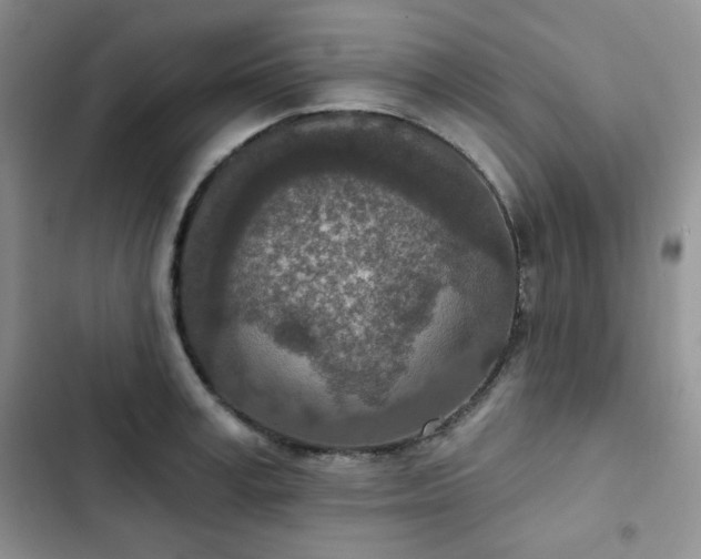 X0000102850995200808251158