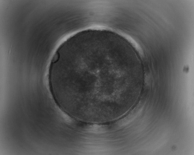 X0000102851327200808251153
