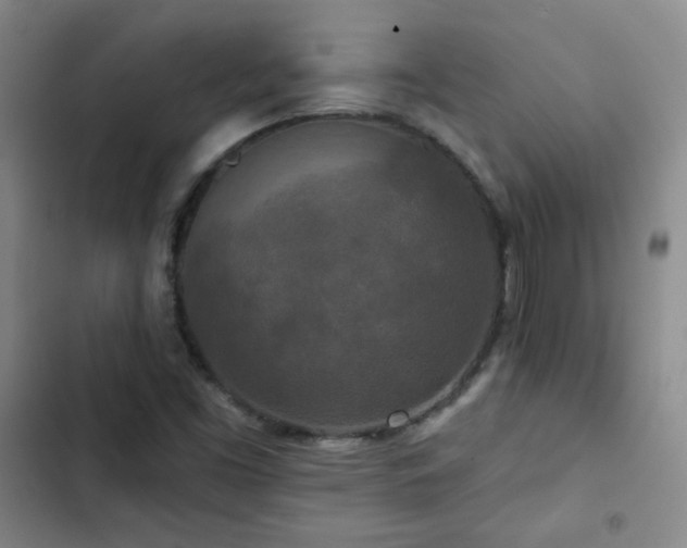 X0000102851453200808251150