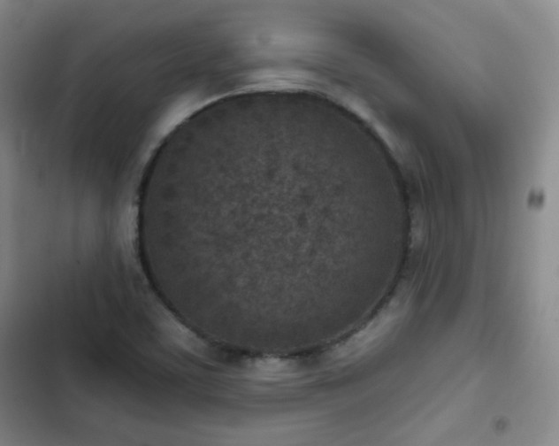 X0000102851459200808251150