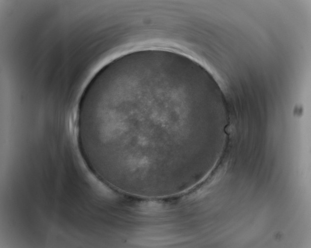 X0000102851515200808251150
