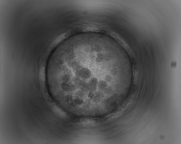 X0000102850729200809021400