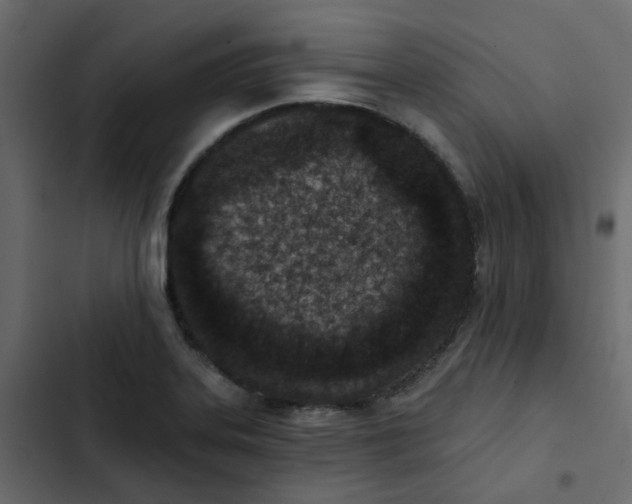 X0000102851323200809021351