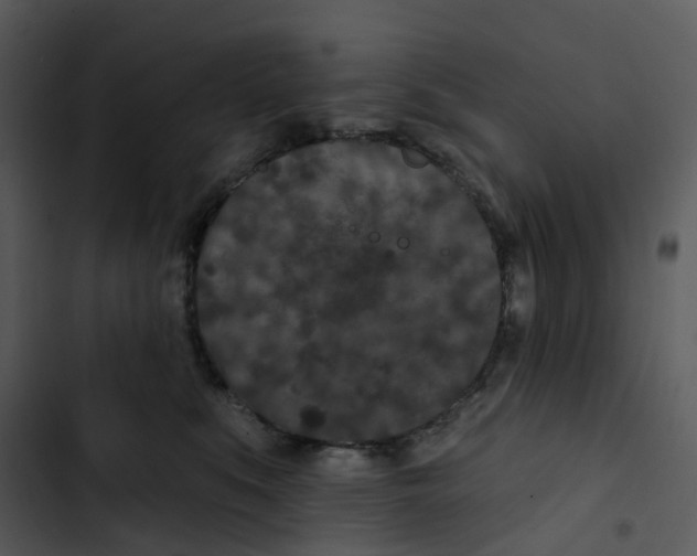 X0000102850519200809081246