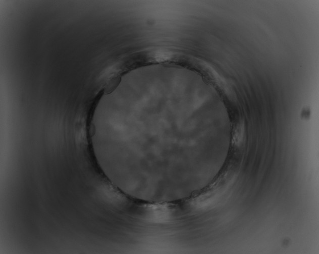 X0000102850524200809081246