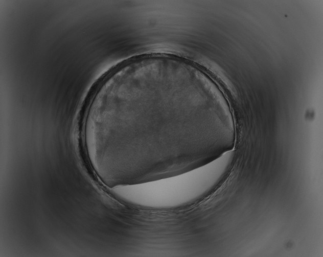 X0000102851024200809081238