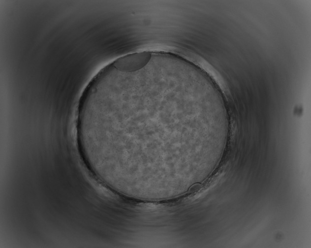 X0000102851124200809081237