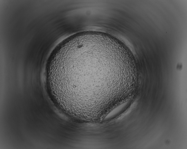 X0000102851125200809081237