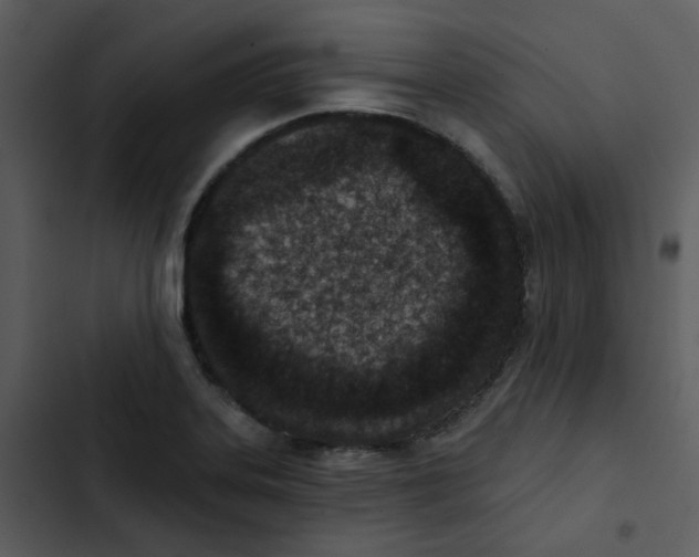 X0000102851323200809081234